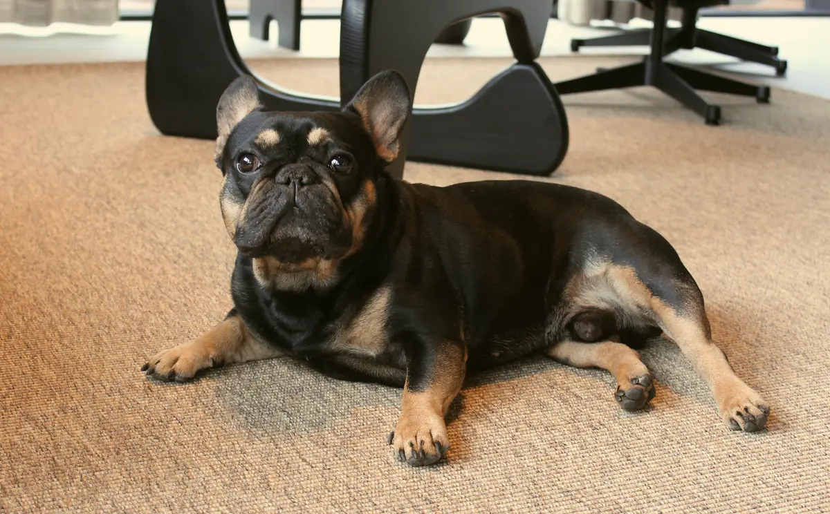Krummi the French bulldog lying on a rug